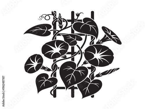 Beautiful morning glories trellis silhouette showing vertical garden elegance 