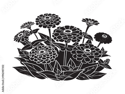 Beautiful zinnia garden silhouette capturing colorful natural flower arrangement 