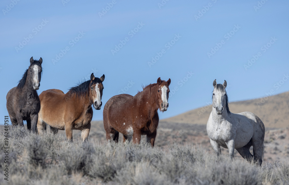 Obraz premium Wild Horses Near Challis Idaho in Springtime