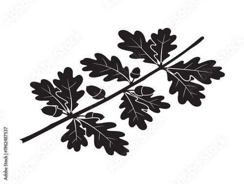 Elegant oak branch silhouette showcasing classic botanical leaf shapes 
