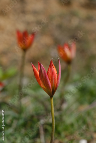 Wild Red Tulip Flower Bloom...