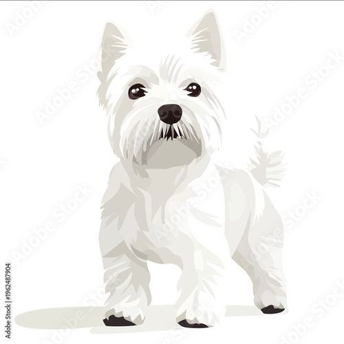 simple vector West Highland White Terrier clipart illustration white background vector art style simple design flat illustration no shadows.jpe