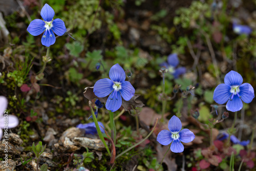 Small Blue Speedwell Flower...