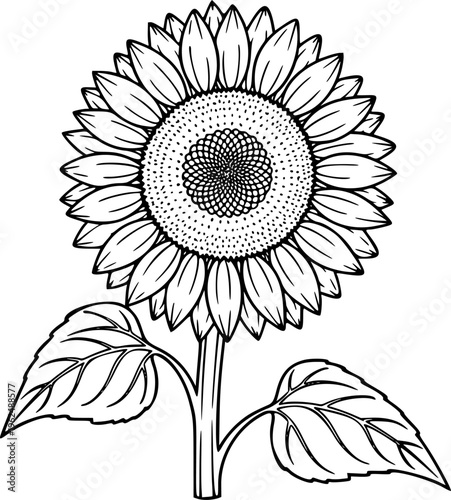 Sunflower Vector Illustration Black and White Outline Floral Nature Element for Coloring Book
