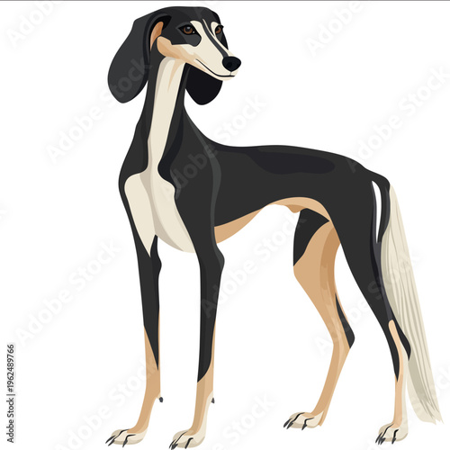 simple vector Saluki clipart illustration white background vector art style simple design flat illustration no shadows