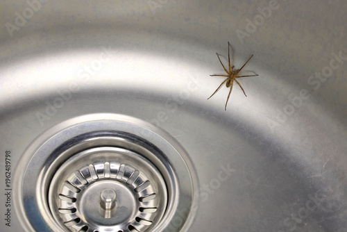 Big domestic house spider crawling the kitchen sink. It cannot get out.