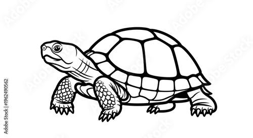 Turtle Walking on Land Slowly Alone.