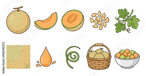 Cantaloupe fruit elements comprehensive collection showcasing whole, sliced, seeds, leaves, juice, tendrils, and a basket of fresh, healthy produce.