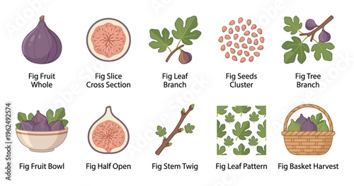 Fig fruit, leaves, seeds, and branches are beautifully illustrated in this comprehensive collection showcasing various aspects of the healthy plant.