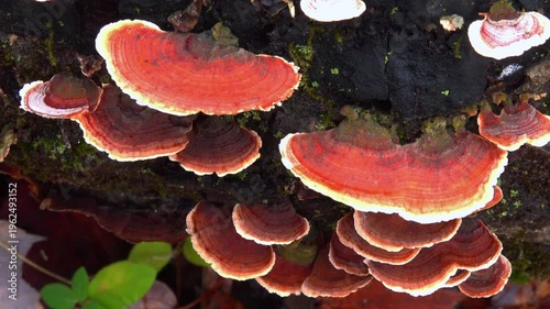 Bracket fungus Stereum ostrea (hairy curtain crust) growing on a decaying fallen tree trunk in a forest in the suburbs of Princeton, New Jersey, United States