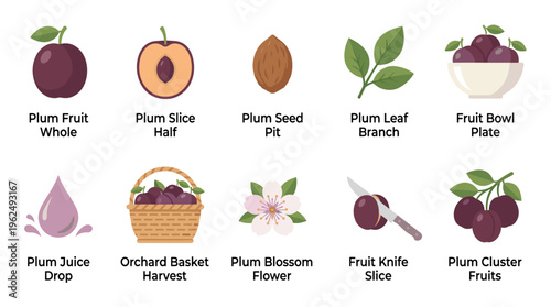 Plums are illustrated in a comprehensive collection, showcasing whole fruit, sliced halves, seeds, leaves, blossoms, juice, and harvest elements.