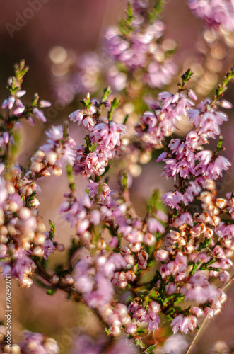 Delicate purple-pink heather flowers for a beautiful floral background