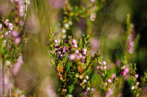 Delicate purple-pink heather flowers for a beautiful floral background