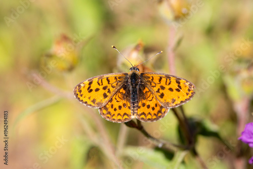Beautiful Lesser Spotted Fr...