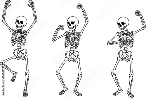 Dancing skeleton vector illustration showing human bones skull rib cage spine pelvis lively poses playful anatomy artwork design for Halloween theme