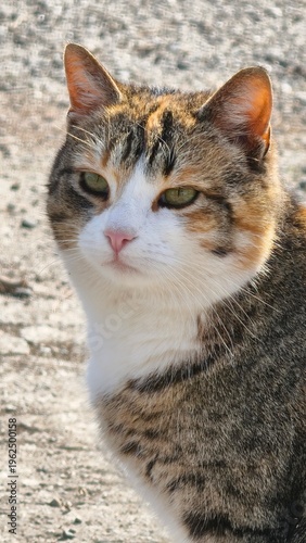portrait of a cat