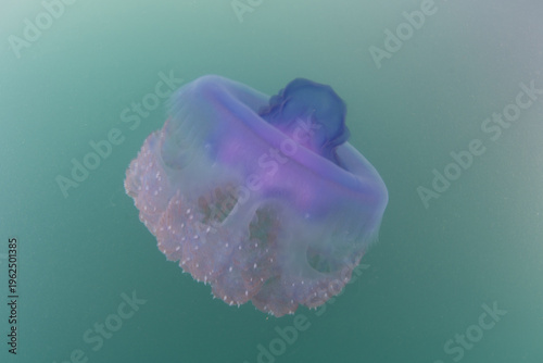 Принти на полотні A Blue crown jellyfish, Cephea cephea, swims just under the surface of the Pacific Ocean in Fiji's tropical waters