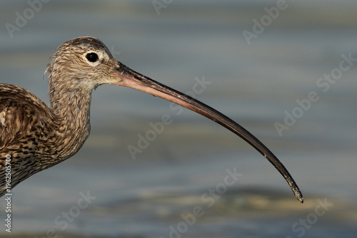 Canvastavla Closeup of curved bill of  Eurasian curlew at Busaiteen coast, Bahrain