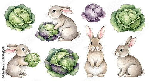 Watercolor illustration of cute bunnies with cabbage perfect for Easter and spring designs isolated on white background