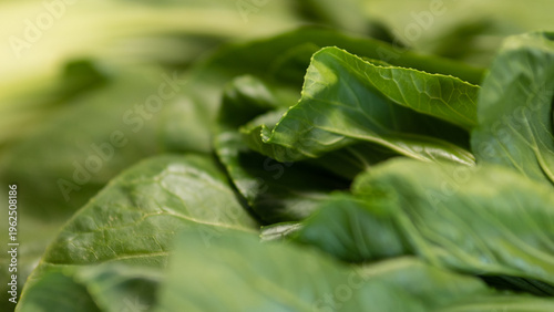 Canvastavla Macro fresh bok choy leaves texture green organic vegetable background