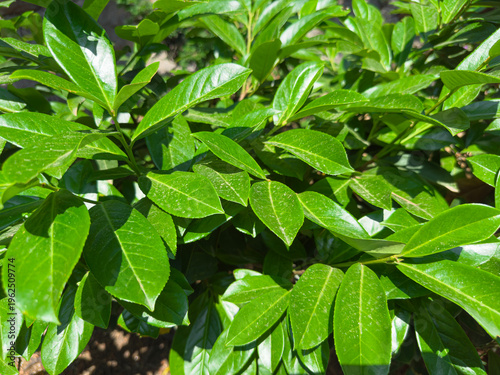 Green leaves thrive in sunlight by the garden
