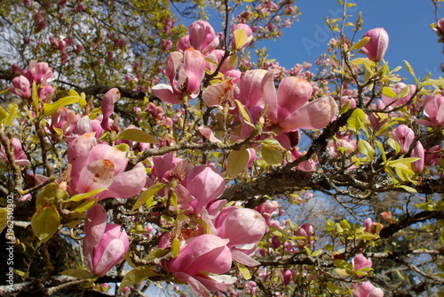 Magnolia à fleurs roses