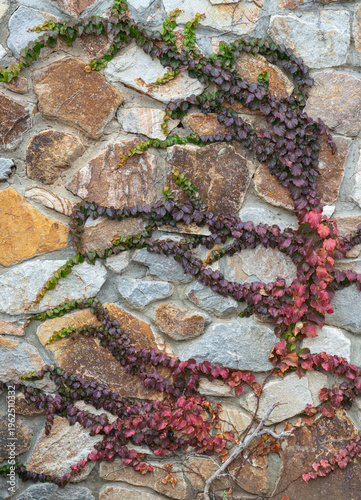 Vines growing on a stone wall in a garden