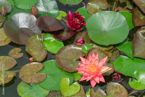 Water lilies bloom in a pond