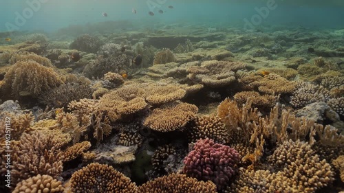 Underwater scene of a vibrant coral forest meadow glowing in warm golden sunset light, sun rays filtering through clear water as colorful tropical fish swim peacefully among the reefs below surface.