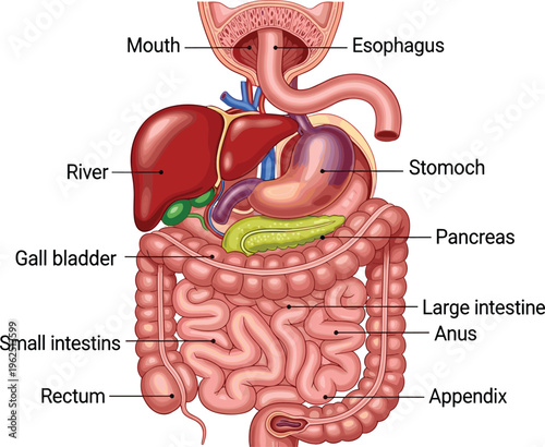 Educational labeled diagram of human digestive system showing mouth, esophagus, liver, stomach, pancreas, intestines, rectum, and anus, useful for biology, anatomy, and medical learning content.