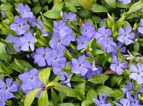 Spring blossom of periwinkle small (Vinca minor)