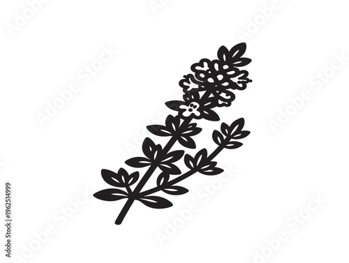 Subtle thyme branch silhouette with fine herbal texture 