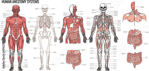 Human Anatomy Systems Illustration with Muscular, Skeletal and Digestive Organs, Medical Education Diagram and Detailed Body Structure Concept