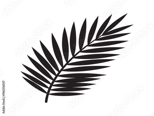 Palm frond silhouette lush tropical leaf for exotic summer design 