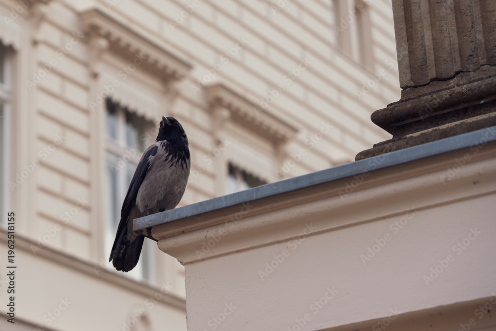 Naklejka premium Jackdaw perches on a building ledge, feathers dark and glossy. It stares ahead, alert and still, against a classic European facade. Urban wildlife blends quietly into historic architecture