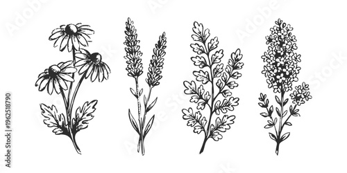 Set of four hand drawn monochrome botanical floral elements and wild plant branches