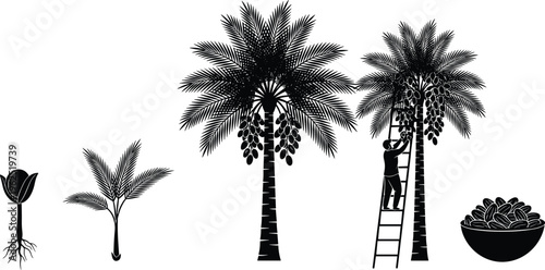 Date palm growth icons, sprouting seed, young tree, mature palm, harvesting ladder, bowl of dates, agriculture cycle, farming lifestyle, vector illustration