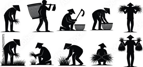 Rice farming silhouettes, agricultural workers, traditional cultivation, planting rice, harvesting crops, carrying baskets, bundling stalks, conical hats, Asian agriculture, rural labor