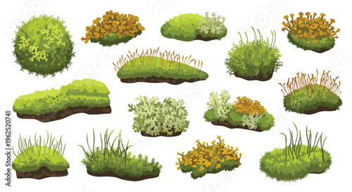 A diverse collection of fifteen distinct clumps of moss and lichen in various shades of green and yellow rests on small patches of earth.