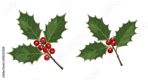Two festive holly sprigs with red berries and green leaves isolated on white