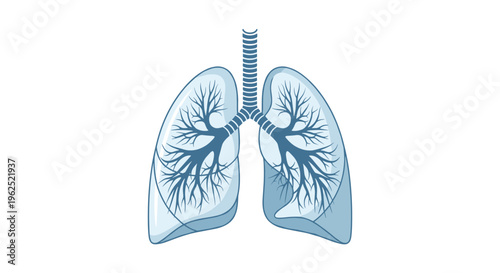 A stylized illustration of human lungs and trachea with blue shading is presented on a plain white background.