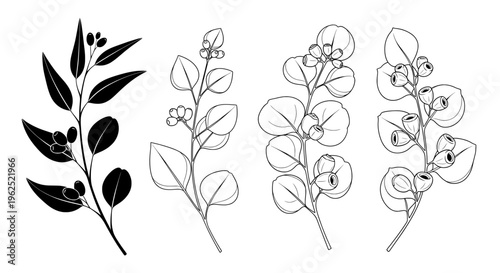 Black and white line drawings of berry bearing plant branches