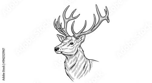 Black and white sketch of deer head with upward antlers