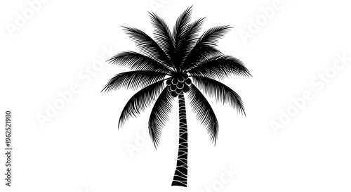 Silhouette of palm tree with coconuts against white