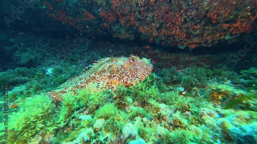 Mediterranean scorpionfish in shallow water