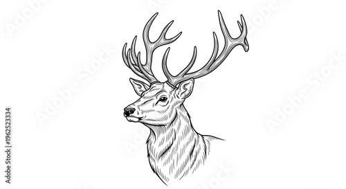 Black and white sketch of deer head with upward antlers