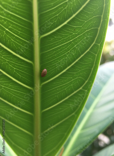 Close-up of a ficus leaf with a scale insect parasite on a background of green foliage
