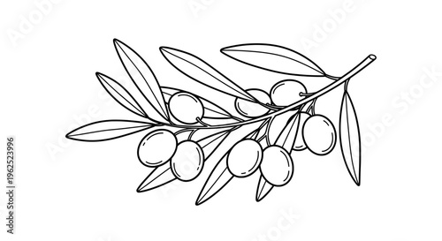 Minimalist black and white olive branch with clustered berries