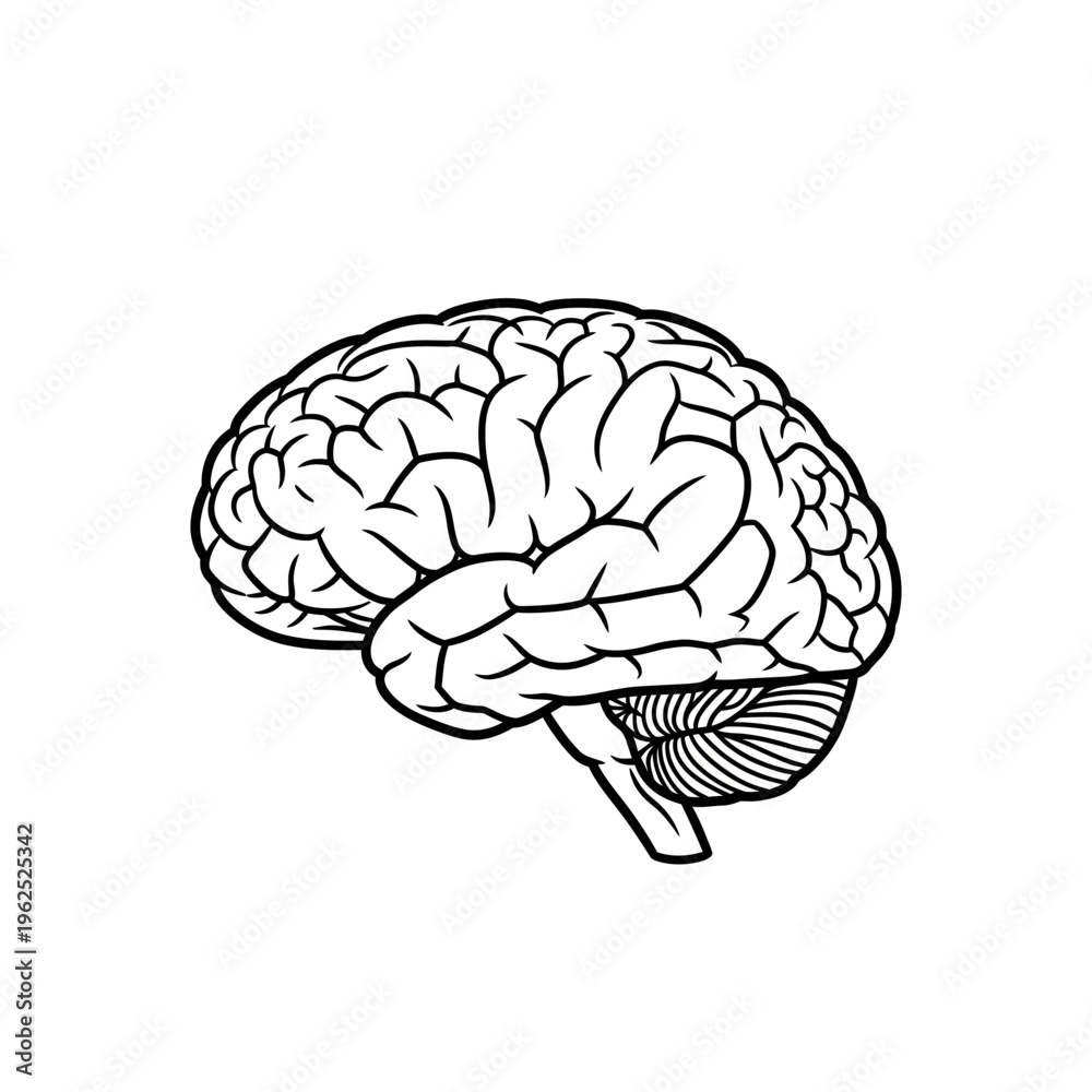 Fototapeta premium Black and White Line Art Illustration of Human Brain Anatomy