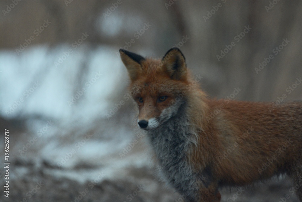 Fototapeta premium red fox vulpes